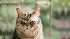 Što vaša mačka doživljava kao 'izdaju' – i kako ponovno steći njezino povjerenje.