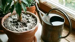 Je li se ta bijela prevlaka ponovno pojavila na vašim biljkama u teglama? Odakle dolazi i što biste trebali poduzeti?